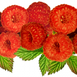 Lire la suite à propos de l’article Maigrir Grace a La Framboise…