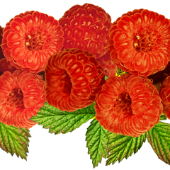 Lire la suite à propos de l’article Maigrir Grace a La Framboise…