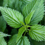 Lire la suite à propos de l’article Ortie: découvrez ses bienfaits sur votre santé